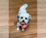 Small Maltipoo (Miniature)