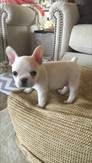 Bulldog Puppy for sale in SILT, CO, USA