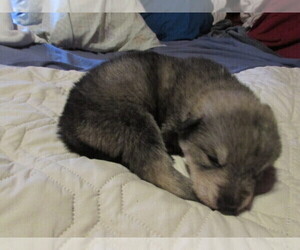 Wolf Hybrid Puppy for sale in BECKLEY, WV, USA