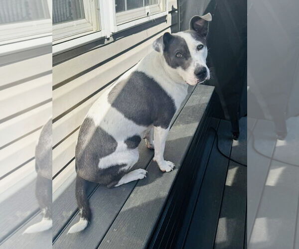 Medium Photo #21 American Pit Bull Terrier-Unknown Mix Puppy For Sale in Germantown, OH, USA