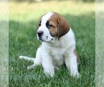Small #1 Saint Bernard