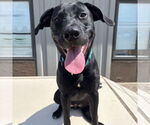 Small #10 Labrador Retriever Mix