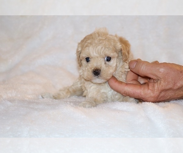 Medium Photo #2 Poodle (Toy) Puppy For Sale in DYERSBURG, TN, USA