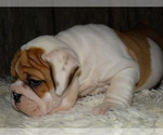Small Photo #23 English Bulldog Puppy For Sale in VERONA, MO, USA