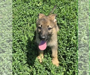 German Shepherd Dog Puppy for sale in RIGA, MI, USA