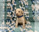 Small Photo #7 Australian Labradoodle Puppy For Sale in MACON, IL, USA