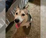 Small #1 Siberian Husky Mix
