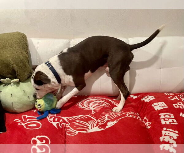Medium Photo #3 American Staffordshire Terrier-Boxer Mix Puppy For Sale in San Juan Capistrano, CA, USA