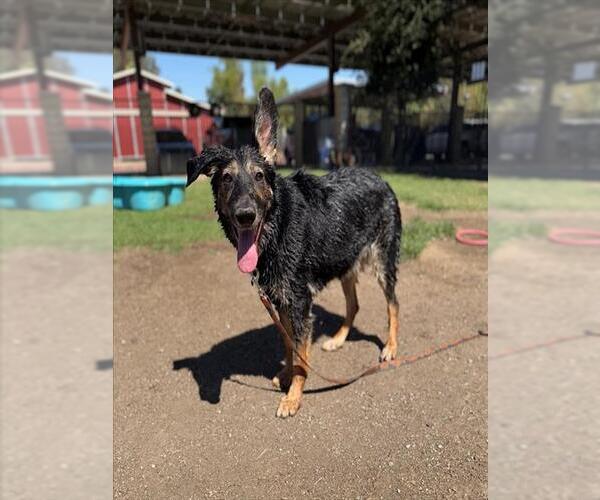 Medium Photo #2 German Shepherd Dog Puppy For Sale in Riverside, CA, USA