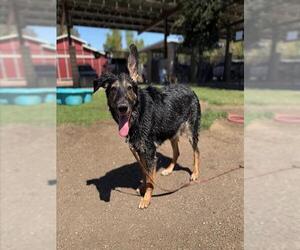 SANDY - Female German Shepherd Dog Dog for Adoption - Photo #2