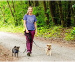 Small #1 Tibetan Spaniel Mix