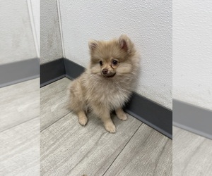 Pomeranian Puppy for sale in MOUNT AIRY, MD, USA