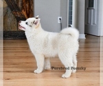 Small #4 Pomsky