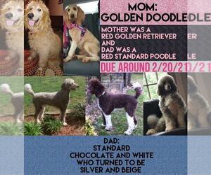 Father of the Goldendoodle puppies born on 02/19/2021