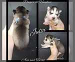 Small Photo #20 Siberian Husky Puppy For Sale in BLOOMFIELD, IN, USA