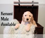 Small Photo #1 Goldendoodle Puppy For Sale in GR, MI, USA