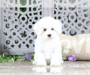 Maltipoo Puppy for sale in MOUNT VERNON, OH, USA