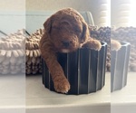 Small #12 Goldendoodle (Miniature)