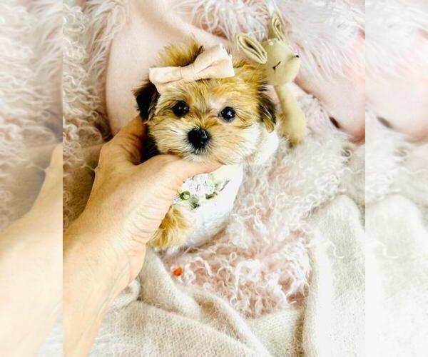 Medium Photo #3 Pomapoo (Toy) Puppy For Sale in PEMBROKE PINES, FL, USA