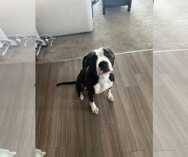 Medium Photo #3 Mutt Puppy For Sale in Aurora, CO, USA