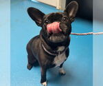 Small #2 French Bulldog Mix