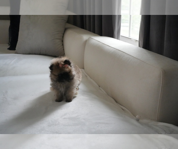 Medium Photo #16 Pomeranian Puppy For Sale in BAY HARBOR IS, FL, USA