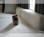 Small #15 Pomeranian