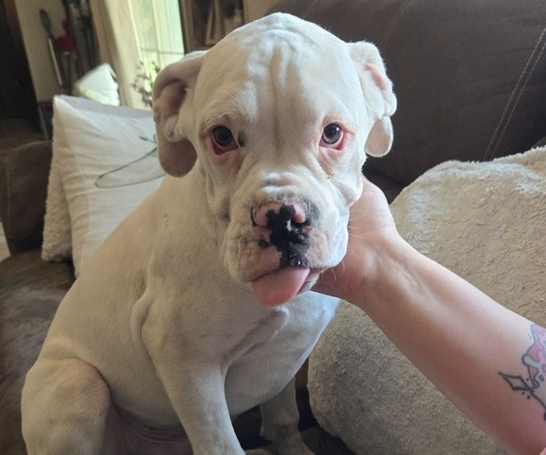 Medium Photo #13 Boxer Puppy For Sale in LAUREL, DE, USA