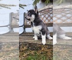 Small #2 Pomsky