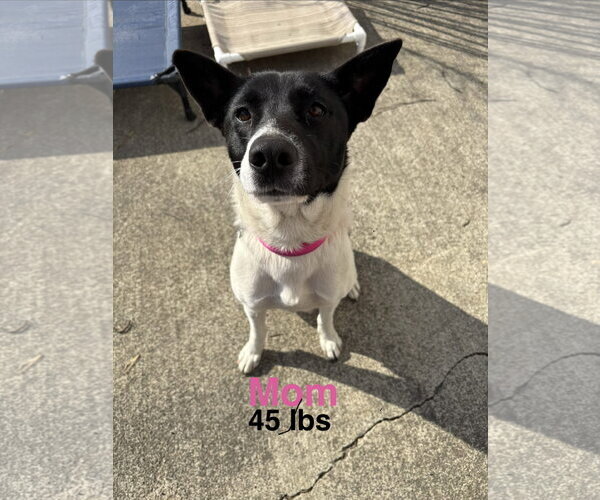 Medium Photo #4 Mutt Puppy For Sale in Holly Springs, NC, USA