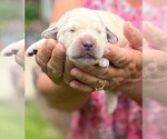 Small Photo #2 Golden Labrador Puppy For Sale in PORT ORANGE, FL, USA