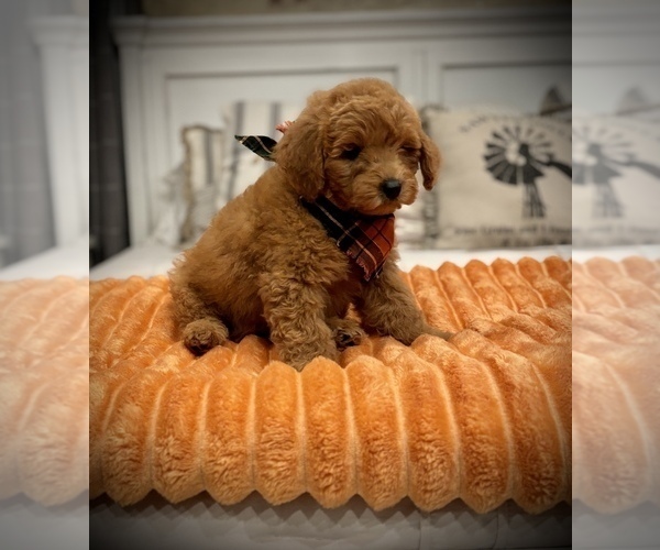 Medium Photo #9 Goldendoodle (Miniature) Puppy For Sale in SAINT JAMES, MO, USA
