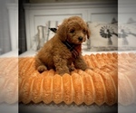 Small Photo #9 Goldendoodle (Miniature) Puppy For Sale in SAINT JAMES, MO, USA