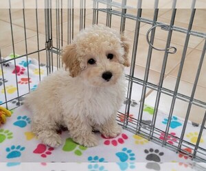 Poodle (Toy) Puppy for sale in ORO VALLEY, AZ, USA