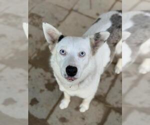 Australian Shepherd Dogs for adoption in Santa Barbara, CA, USA