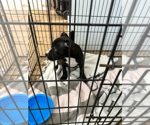 American Pit Bull Terrier-Labrador Retriever Mix Puppy for sale in MARIETTA, GA, USA