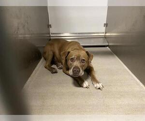 Mutt Dogs for adoption in Modesto, CA, USA