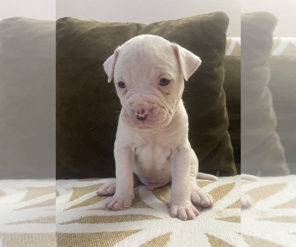 Medium Photo #1 American Bulldog Puppy For Sale in SPRINGFIELD, MO, USA
