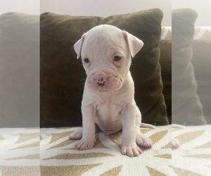 American Bulldog Puppy for sale in SPRINGFIELD, MO, USA