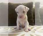 Small American Bulldog