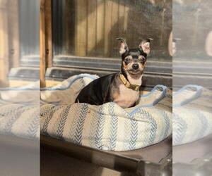 Chihuahua Dogs for adoption in Santa Maria, CA, USA