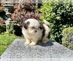 Small #6 Shih Tzu