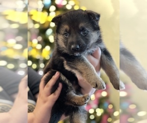 German Shepherd Dog Puppy for sale in JEFFERSON, OR, USA