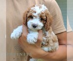 Small #4 Cavapoo (Miniature)