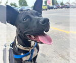 Small #23 American Pit Bull Terrier Mix
