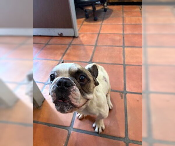 Medium Photo #6 French Bulldog Puppy For Sale in San Diego, CA, USA