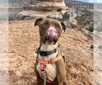 Small Photo #20 American Pit Bull Terrier-Unknown Mix Puppy For Sale in Kanab, UT, USA