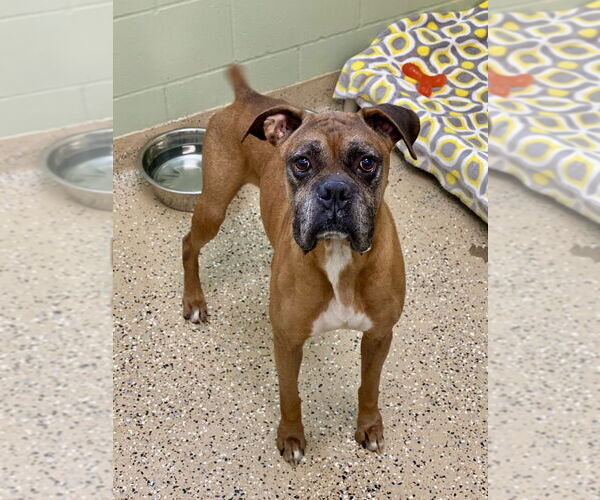 Medium Photo #3 Boxer Puppy For Sale in Austin, TX, USA