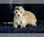Small Photo #59 Maltipoo Puppy For Sale in WARSAW, IN, USA