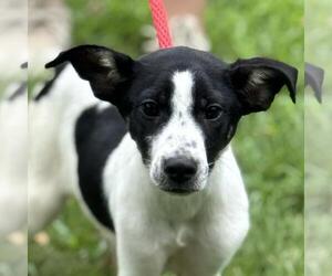 Mutt Dogs for adoption in Yardley, PA, USA